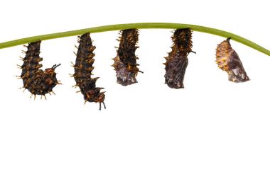 Büyük e kozadaki tırtıl gelen izole dönüşümü