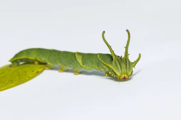 일반적인 nawab 나비 (Polyura athamas) walki의 애벌레 — 스톡 사진