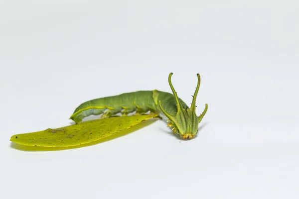 Caterpillar a közös Orsolya lepke (Polyura athamas) sétál a Szür — Stock Fotó