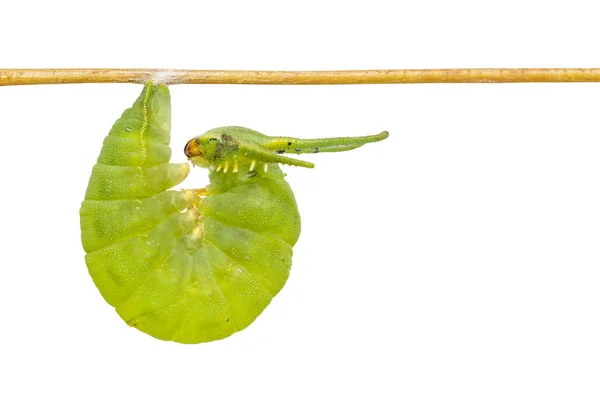 一般的な太守蝶 (P の分離の最新齢毛虫 — ストック写真