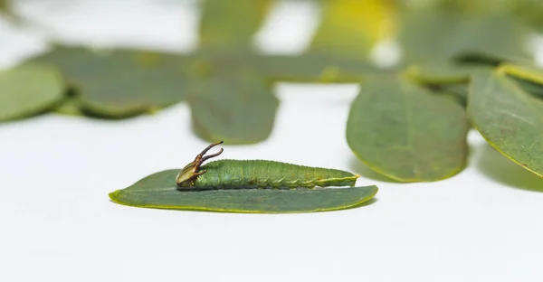 Катерпилла обыкновенная бабочка наваб (Polyura athlus) в 4-м сорте — стоковое фото