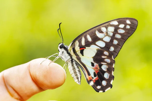 Wspólne jay motyl (Graphium doson) spoczywa na palec — Zdjęcie stockowe