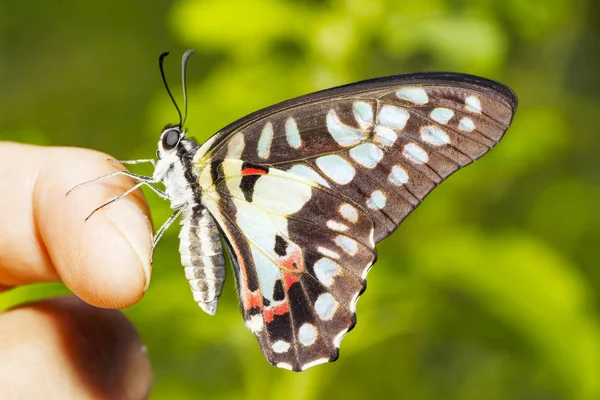 Common jay butterfly (Graphium doson) resting on human finger — Stock Photo, Image