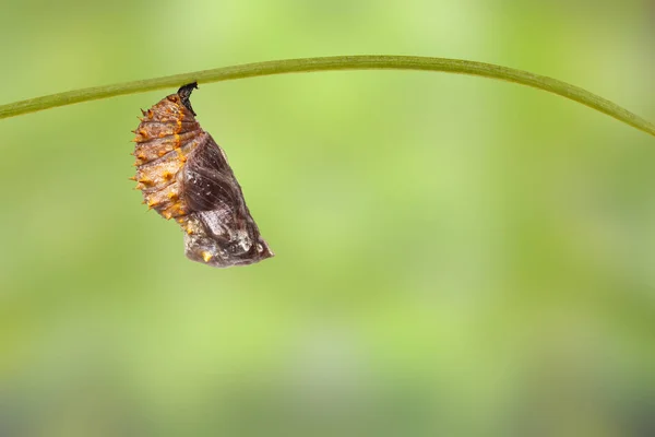 Crisálida de gran mariposa (Hypolimnas bolina Linnaeus —  Fotos de Stock