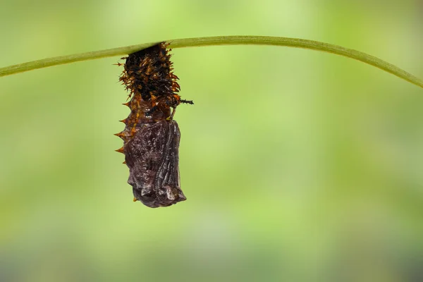 Oruga madura de gran mariposa de la berenjena (Hypolimnas bolina —  Fotos de Stock