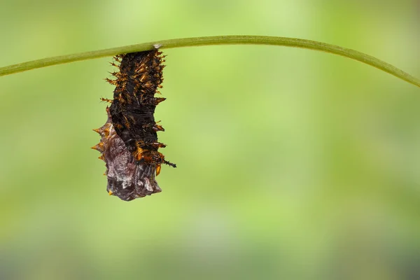 Oruga madura de gran mariposa de la berenjena (Hypolimnas bolina —  Fotos de Stock