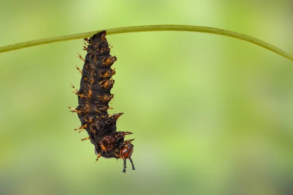 Volwassen rups van de grote eggfly vlinder (Hypolimnas bolina — Stockfoto