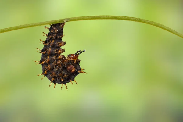 Oruga madura de gran mariposa de la berenjena (Hypolimnas bolina — Foto de Stock