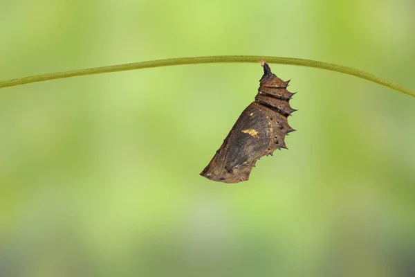 Mature chrysalis of great eggfly butterfly ( Hypolimnas bolina L — Stock Photo, Image