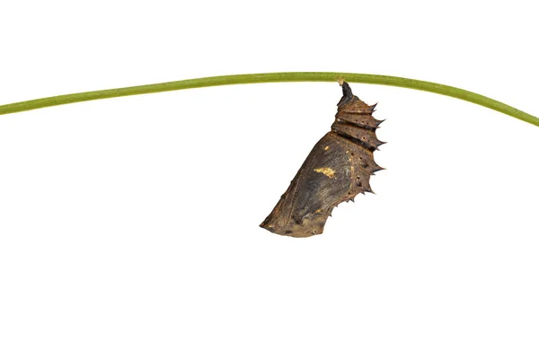 Isolerade mogen chrysalis av stor eggfly fjäril (Hypolimnas — Stockfoto