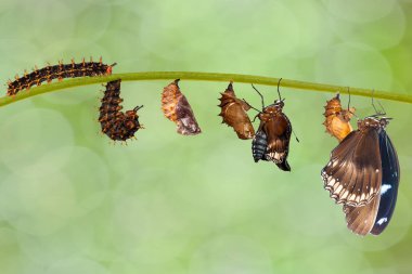 Büyük eggfly kelebek (hipo tırtıl gelen dönüştürme