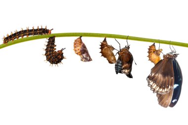 Büyük eggfly butterf için tırtıl gelen izole dönüşümü