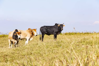 Tay yerli yeşil mera üzerinde otlatma sığır sürüsü