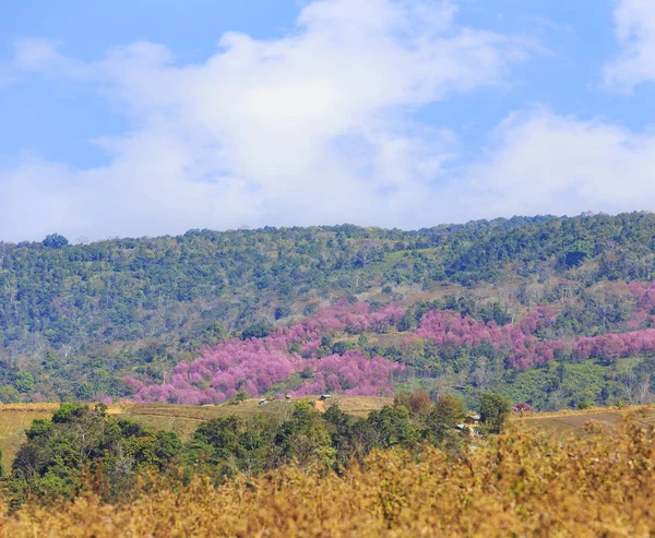 Wild Himalayan Cherry Prunus Cerasoides Blossom Trees Thailans Sakura Phu — Stock Photo, Image