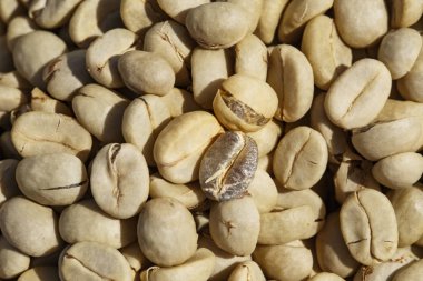 Sonra hamuru ve dış deri parşömen deri ile kahve çekirdekleri 