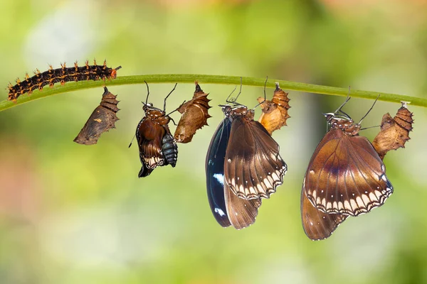 Transformatie van rups naar vlinder van de grote eggfly (Hypo — Stockfoto