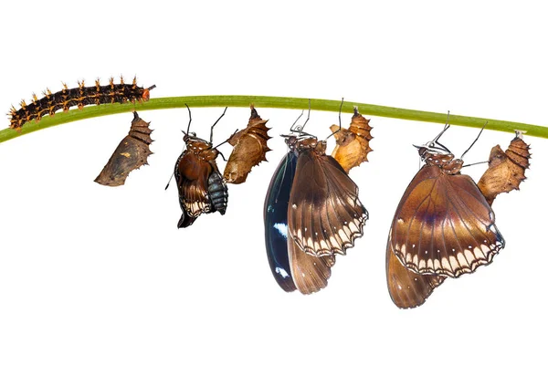 Isolated transformation from caterpillar to great eggfly butterf — Stock Photo, Image