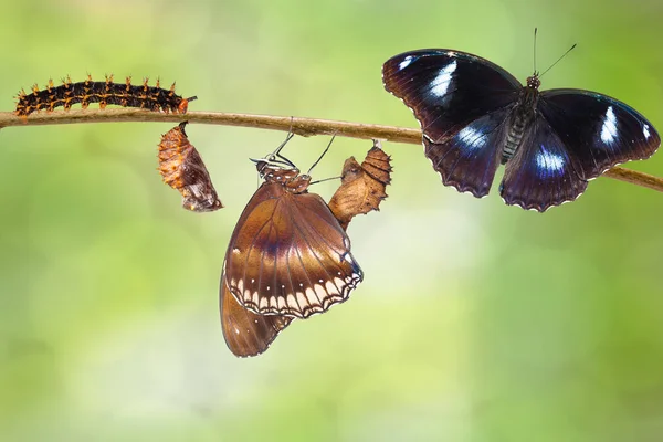 Transformación de macho de oruga a gran mariposa de berenjena —  Fotos de Stock