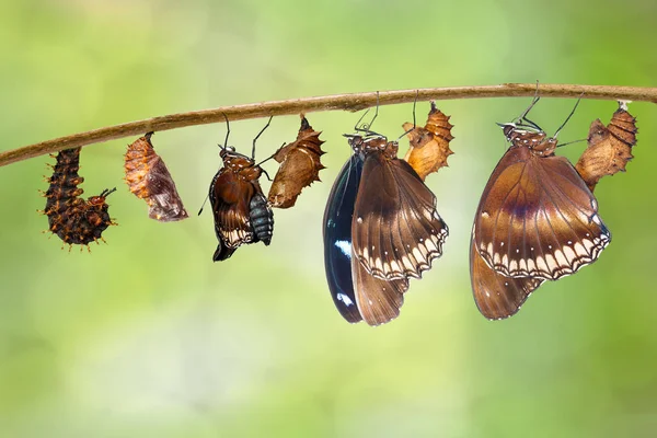 Átalakulás a hernyó, nagy eggfly pillangó (Hypo — Stock Fotó