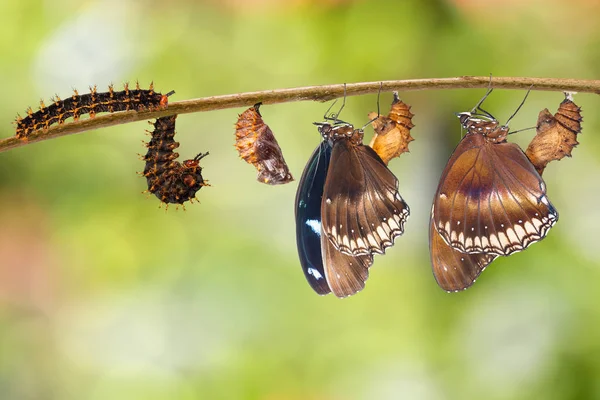 毛虫から蝶偉大な eggfly (ハイポへの変換 — ストック写真