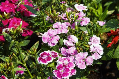 Güzel karanfil Çiçek bahçesinde kapatın 