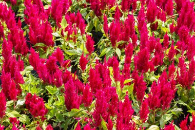 Çiçek açan cüce celosia, woolflowers veya cockscombs çiçek kırmızı