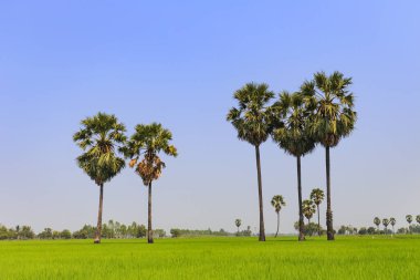 Pirinç çeltik ve şeker palm veya toddy palmiye ağaçlarının paddy dike, nat
