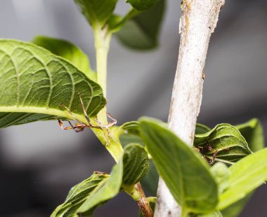 İkinci biçim yaprak böcek (Phyllium westwoodi) üzerine yakın çekim