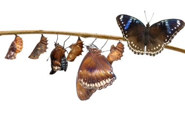 Tırtıl gelen kadın büyük eggf olarak izole dönüşümü