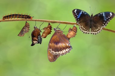 Büyük eggfly tereyağı tırtıl gelen erkek dönüşümü