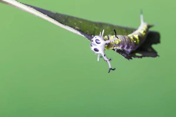 Крупним планом обличчя caterpillar поширених Паша butterly (Herona Мара — стокове фото