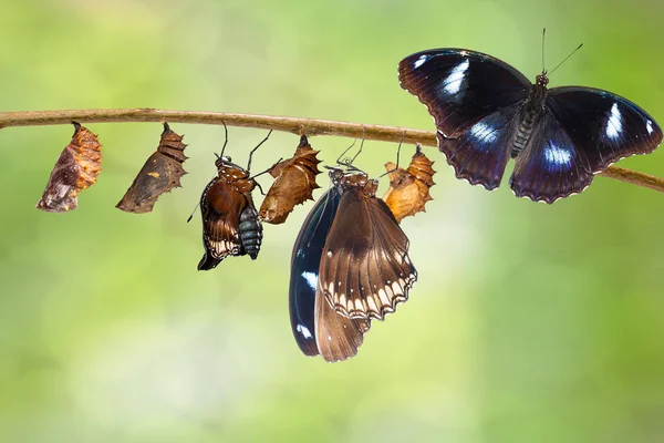 Transformación de macho de oruga a gran mariposa de berenjena — Foto de Stock