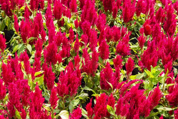 Blommande dvärg celosia, woolflowers eller cockscombs blomma i rött — Stockfoto