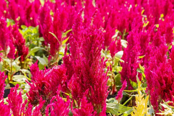 Kwitnący kwiat Celozja, woolflowers lub cockscombs karzeł na czerwono — Zdjęcie stockowe
