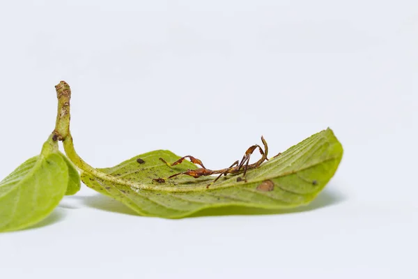 Zavřete druhou instar leaf hmyzu (Phyllium westwoodi) na něm — Stock fotografie
