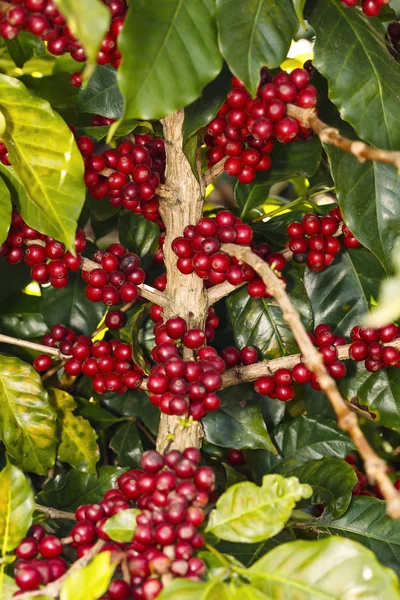 Fresh green and red mature coffee beans on tree