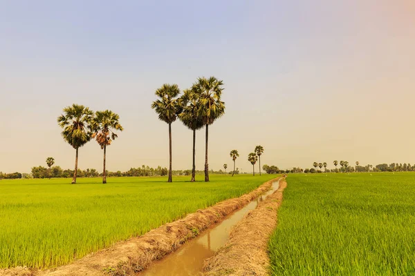 Riso risone e palma da zucchero o palme toddy sulla diga paddy, nat — Foto Stock