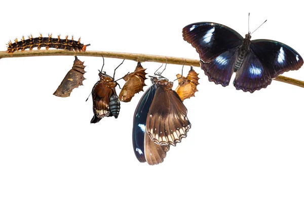 Isolated transformation of male from caterpillar to great eggfly — Stock Photo, Image