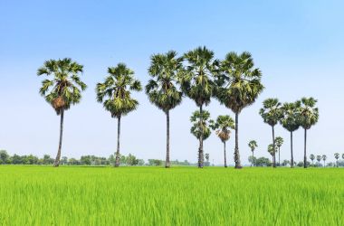 Rice paddy and sugar palm or toddy palm trees on paddy dike, nat clipart
