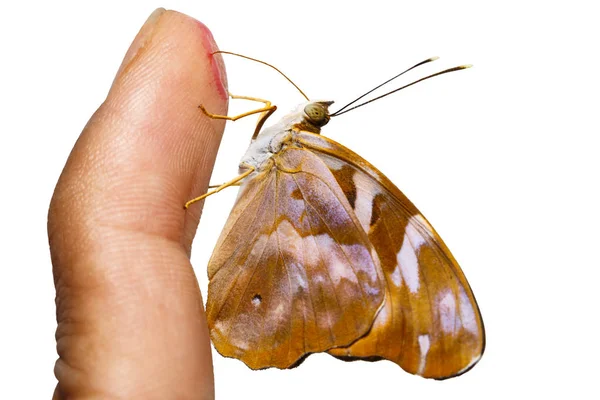 Isolado comum pasha butterly (Herona marathus) sugando suor — Fotografia de Stock