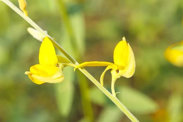 Nahaufnahme von gelben Sonnenhanfblüten auf dem Feld — Stockfoto