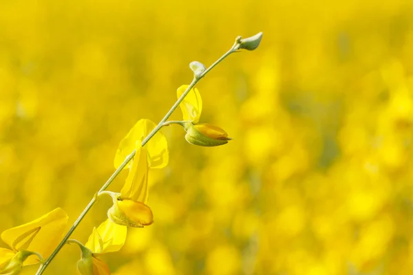 Nahaufnahme von gelben Sonnenhanfblüten auf dem Feld — Stockfoto