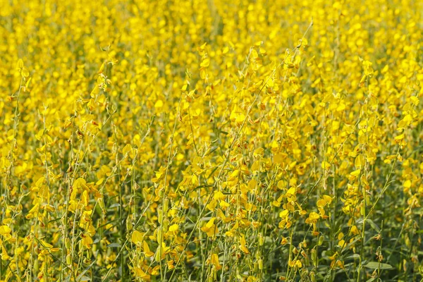 Nahaufnahme von gelben Sonnenhanfblüten auf dem Feld — Stockfoto