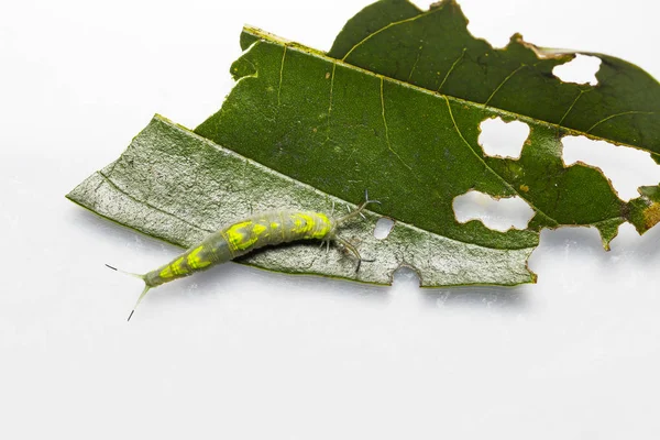 Von oben Raupe des Pascha-Schmetterlings (herona marathus) — Stockfoto