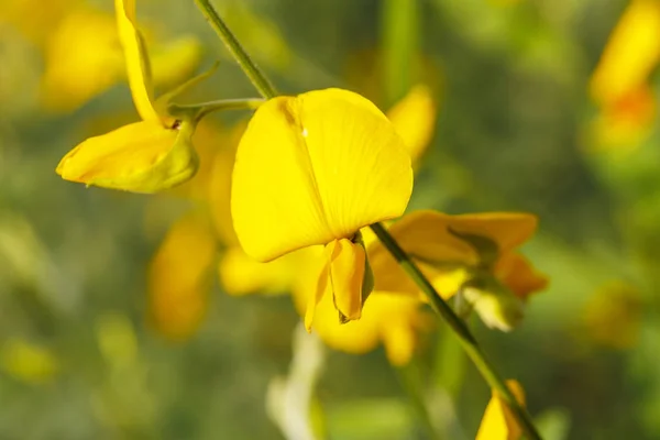 Крупним планом жовта квітка конопель Сун в полі Ліцензійні Стокові Фото