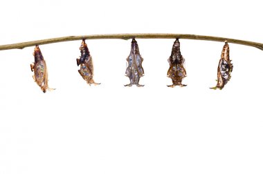 Chrysalis siyah damarlı Çavuş butte izole dönüşümü