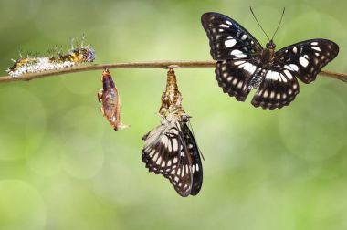 Siyah damarlı Çavuş kelebek (Athyma ranga dönüşümü