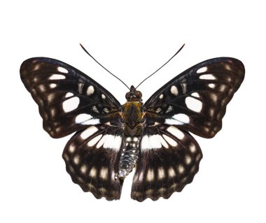 Siyah damarlı Çavuş kelebek (Athyma dorsal yalıtılmış görünümünü