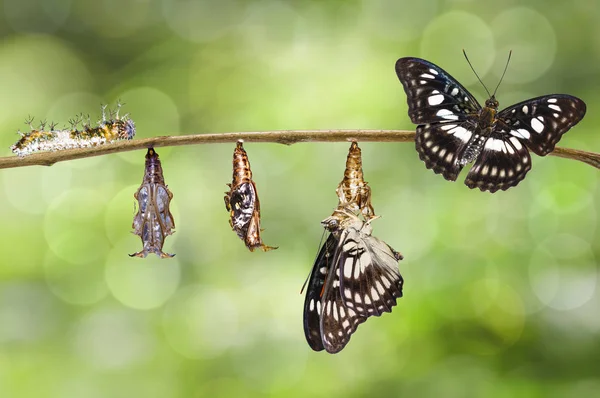 Transformación de oruga, crisálida de serg de venas negras — Foto de Stock