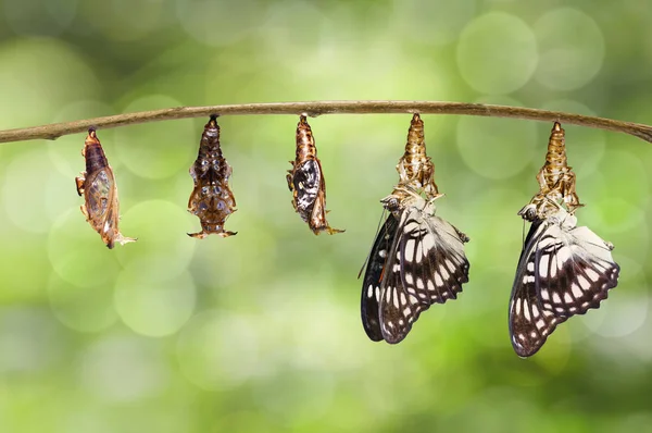 Transformación de crisálida de sargento de venas negras mariposa — Foto de Stock